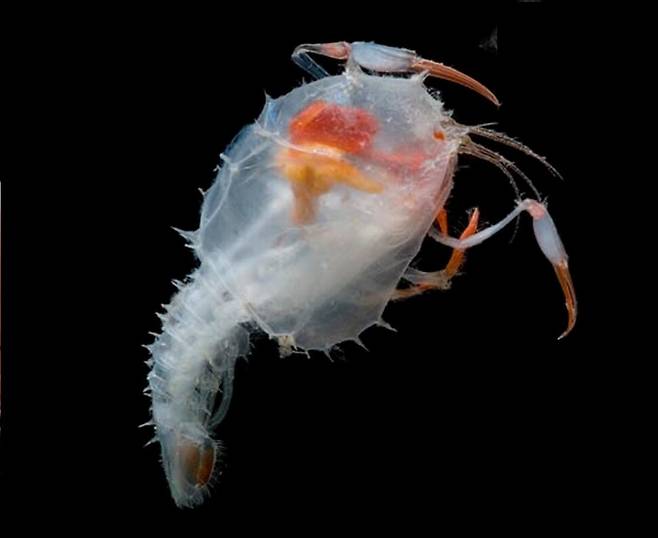 멕시코만 중층 원양대에서 채집한 심해새우 일종의 유생. 플로리다 국제대 제공.