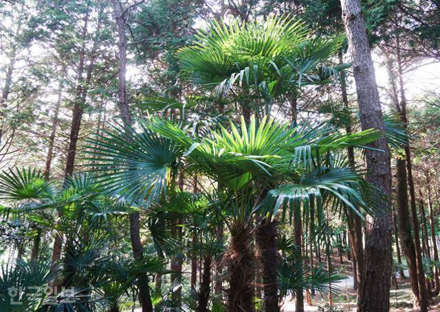 비금도 용방죽 산책로. 편백과 소나무 사이에 야자수 잎이 반짝거린다.