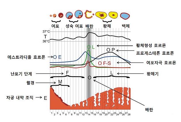 생리가 나올 때 나타나는 우리 몸의 호르몬 변화 도식화./사진=위키미디어 공용