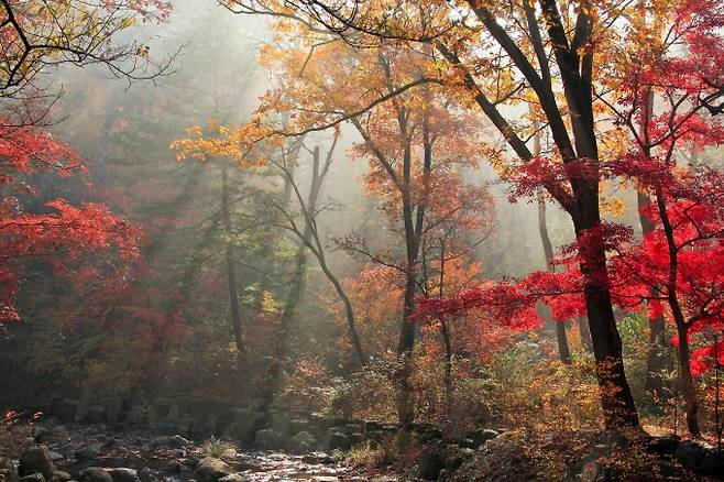 국립수목원 육림호 인근 단풍모습