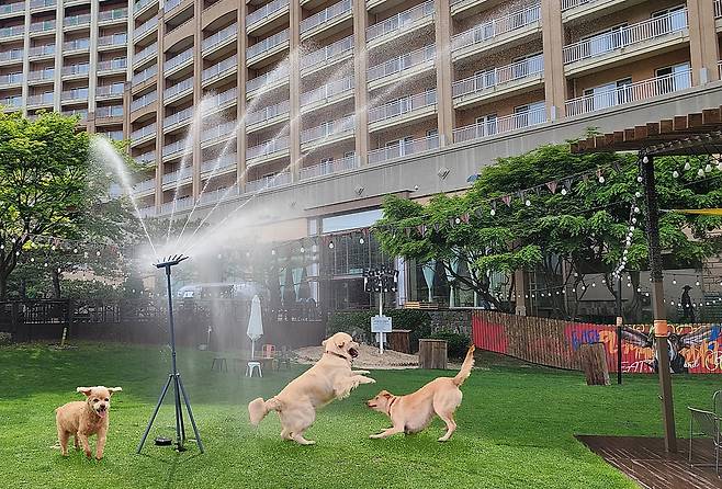 “개시원해” [휘닉스 제공]