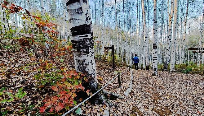 단풍 물든 자작나무숲 [촬영 이재현]