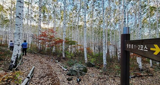 오색 병풍 둘러친 자작나무숲 [촬영 이재현]