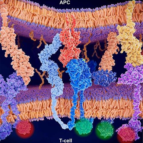 활성화된 T세포 반응 MHC-Ⅱ(적색)와 T세포 수용체(청색), CD4(연청색) 등의 상호작용으로 활성화한 T세포 면역 반응 그래픽.
CD4와 MHC-Ⅱ는, 각각 T세포 수용체의 항원 식별을 돕는 T세포와 항원 제시 세포에 의해 발현된다.
[미국 텍사스대 사우스 웨스턴 메디컬 센터 / 재판매 및 DB 금지]