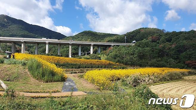 광산마을 휴경농지에 조성된 경관농업단지 전경(기장군청 제공)© 뉴스1