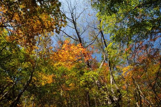 14일 휴양림에서 본 단풍. 일주일 새 기온이 큰 폭으로 떨어져 더 울굿불긋 물들었을 테다.