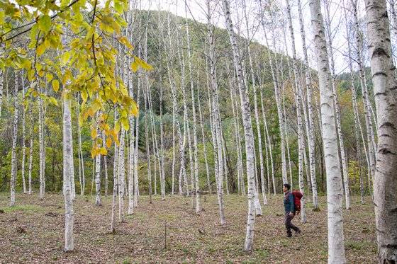 백두대간 트레일 '인제 6구간'에는 자작나무가 많이 산다. 조동 분교 근처에 제법 넓은 군락지가 있다.