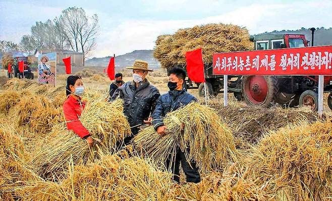 노동신문은 19일 각지 농촌에서 올해 농사를 하루 빨리 결속하기 위해 총매진하고 있다고 1면에 보도했다. 사진은 순안구역 순안협동농장. 평양 노동신문=뉴스1