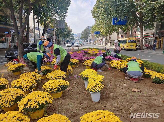 [대구=뉴시스] 김정화 기자 = 대구시 동구는 큰고개오거리 등 교통섬, 띠녹지 등 16곳에 가을 대표 꽃 국화를 심는다. (사진 = 대구시 동구 제공) 2021.10.21. photo@newsis.com