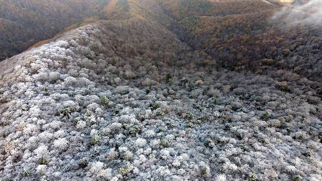 [평창=뉴시스] 김경목 기자 = 20일 오전 영하의 기온으로 떨어진 강원도 평창군 발왕산에 올 가을 첫 상고대가 내려 앉아 아름다운 풍경을 보여주고 있다. (사진=용평 리조트 제공) 2021.10.20. photo@newsis.com *재판매 및 DB 금지