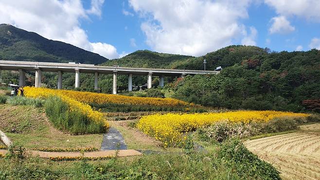 기장군 일광 광산마을 휴경농지에 조성된 경관농업단지의 모습ⓒ기장군