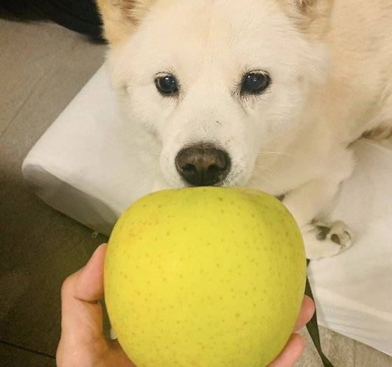 윤석열 전 검찰총장이 전두환 발언에 대해 사과한 뒤 인스타그램을 통해 애완견 '토리'에게 사과를 주는 것처럼 연출한 사진을 올렸다 이내 삭제했다. [인스타그램 캡처]