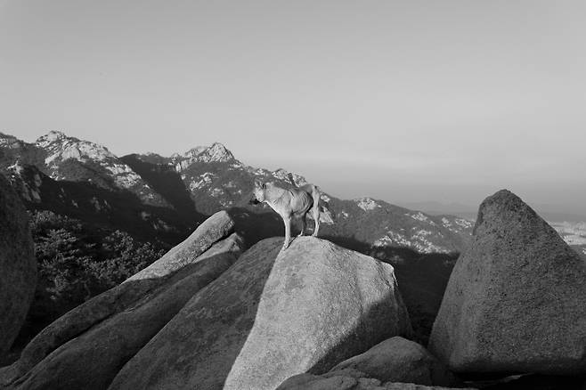 북한산_검은 입. 2019. 권도연