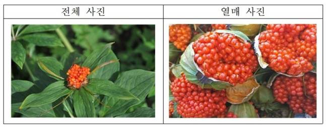 [사진 제공 = 식품의약품안전처]