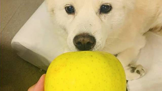 /윤석열 전 검찰총장의 반려견 인스타그램 캡처