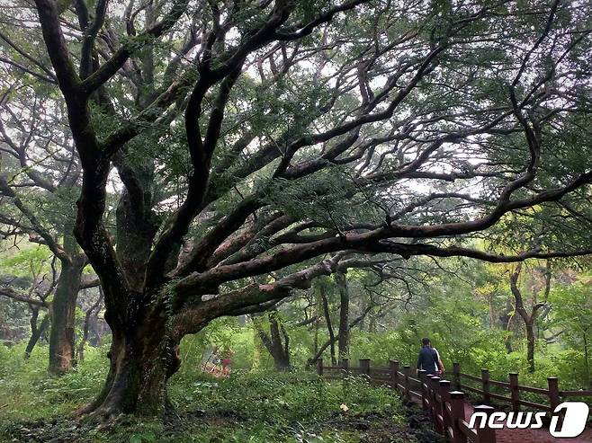 피톤치드를 머금은 비자림을 산책하는 사람들© 뉴스1