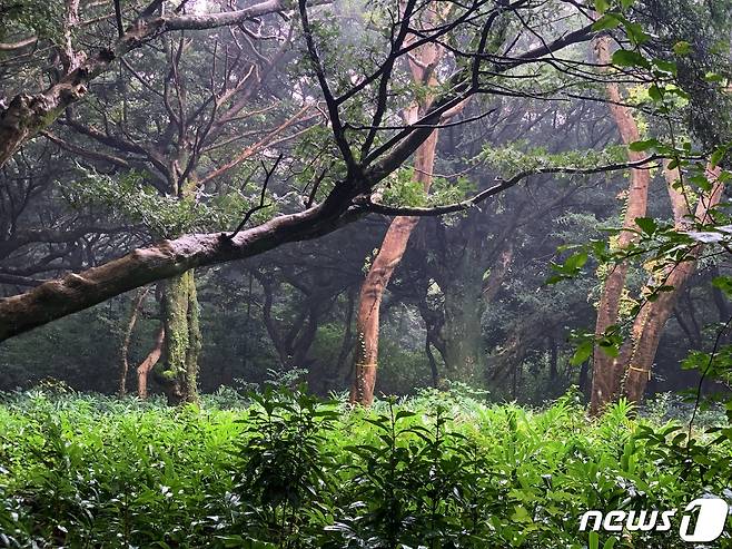 우거진 숲 사이로 빛이 내려와 신비로운 분위기가 감돈다© 뉴스1