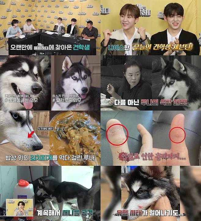 KBS 2TV '개는 훌륭하다' © 뉴스1