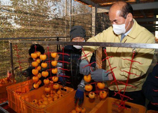 강영석 상주시장이 22일 곶감 농가를 찾아 감 말리기 작업을 해보고 있다.