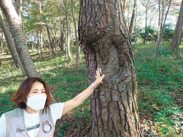 일제강점기 태평양 전쟁의 항공유 용도로 채취된 적송의 송진 상처.