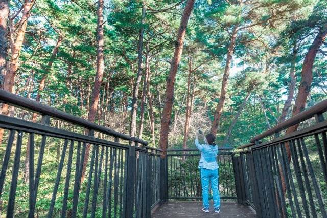 태안 안면도자연휴양림의 적송 군락. 안면송은 국가산림문화자산으로 지정돼 있다.