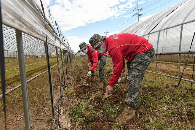 [포항=뉴시스] 강진구 기자 = 해병대1사단은 지난 10월 18일부터 11월 12일까지 경북 포항시 15개 지역 농가를 대상으로 추계 농번기 농가 일손돕기 대민지원을 실시하고 있다고 23일 밝혔다.사진은 농가 일손돕기에 나선 해병대 장병들.(사진=해병대1사단 제공) 2021.10.23.photo@newsis.com *재판매 및 DB 금지