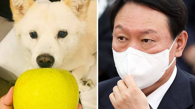 (사진=윤석열 대권 주자의 반려견 SNS '토리스타그램' 캡처, 연합뉴스)