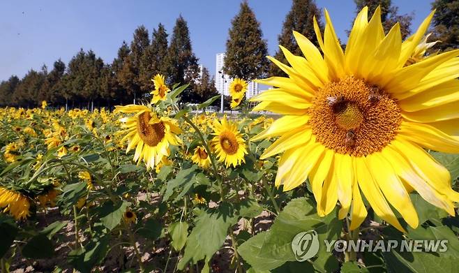 활짝 핀 가을 해바라기    이달 22일 충북 증평군 증평읍 보강천에 해바라기가 활짝 피어 눈길을 사로잡고 있다. 2021.10.23 kw@yna.co.kr