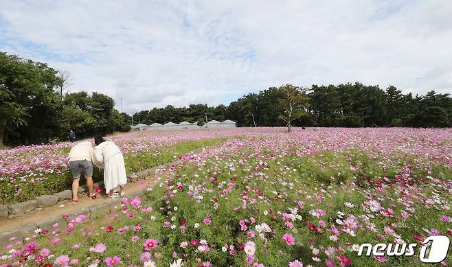 21일 오전 제주시 애월읍 항파두리 항몽유적지 코스모스밭에서 방문객들이 가을정취를 즐기고 있다. 2021.10.21/뉴스1 © News1 오현지 기자
