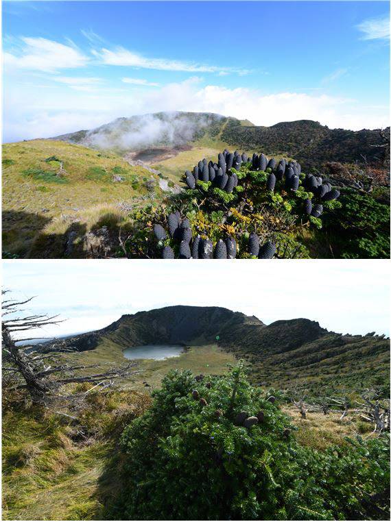 제주도 한라산 백록담 인근의 구상나무 열매가 2016년 조사 때는 풍성했지만, 2021년 조사 때는 아주 적었다. 국립산림과학원 제공