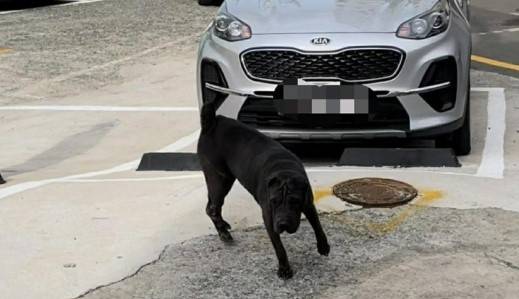 주민 위협한 맹견. [부산경찰청 제공]