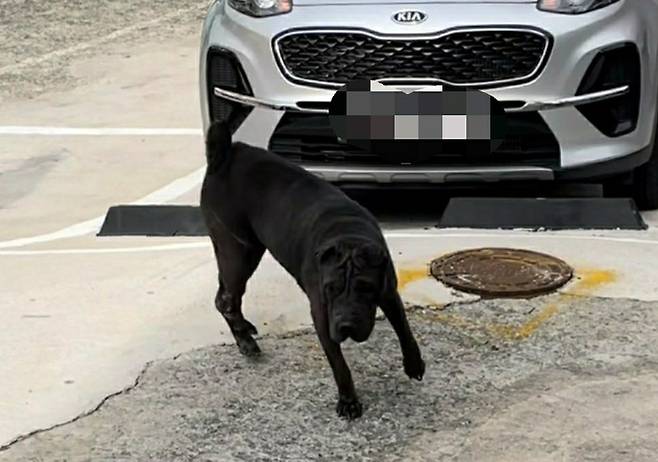 [부산=뉴시스] 부산의 한 골목에서 주민 2명을 물어 상처를 입힌 맹견. (사진=부산경찰청 제공) *재판매 및 DB 금지