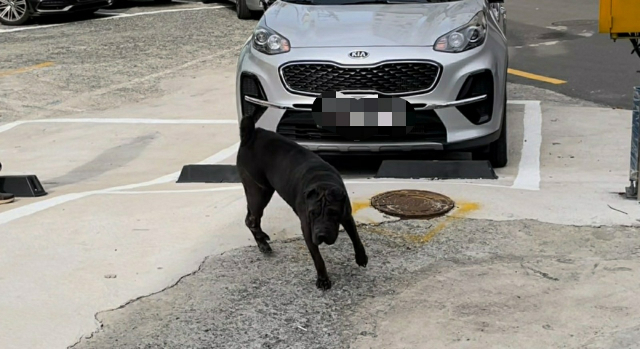 부산진구 범천동의 한 골목에서 24일 맹견이 주민들을 위협하고 있다./연합뉴스