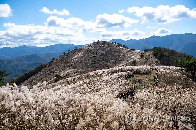 정선 민둥산의 은빛 물결 [정선군 제공.재판매 및 DB 금지]