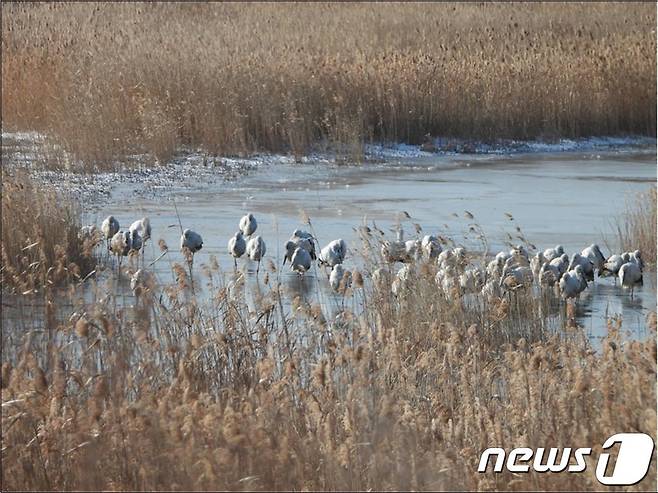 올해 2월 18일 충남 보령시 보령호 갈대습지에서 추위를 피해 쉬고 있는 황새 무리.(예산군 제공(.© 뉴스1