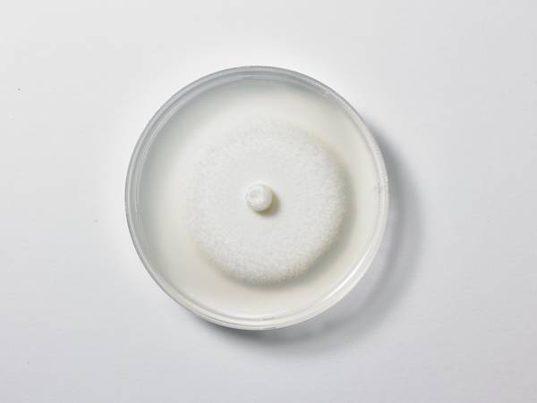 세리포리아 락세라타를 배양한 사진