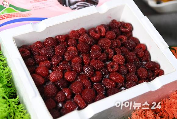 산림조합중앙회(회장 최창호)가 임업인 소득향상을 위하여 경북 포항 장기산딸기영농조합법인과 함께 25일 경기도 고양시의 한 스튜디오에서 '포항 장기 냉동 산딸기' 라이브커머스를 진행했다.