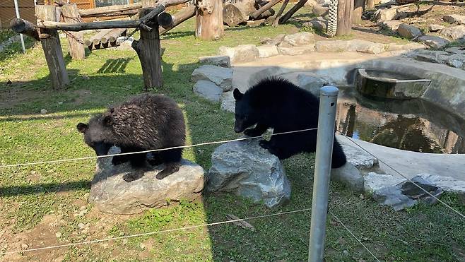 경기 용인시 사육곰 농장에서 불법증식으로 태어난 곰들이 임시보호소에서 지내고 있다. 사진 청주동물원