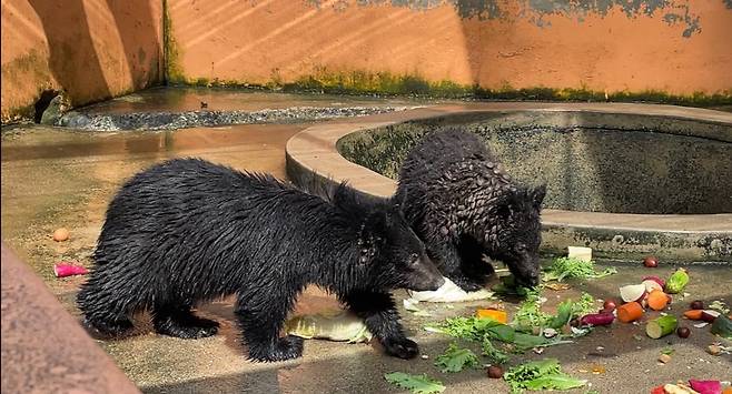 경기 용인시 사육곰 농장에서 불법증식으로 태어난 곰들이 임시보호소에서 지내고 있다. 사진 청주동물원