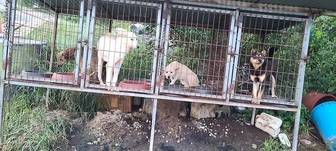 Jindo dogs are caged at a dog meat farm before being rescued by animal rights groups in Jindo County, South Jeolla Province. (Han’s Care School Coop)