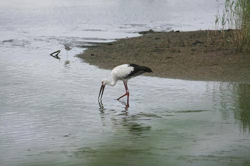 [부산=뉴시스] 허상천 기자 = 부산시 낙동강관리본부는 황새 한 마리가 지난 9월 1일 낙동강하구에코센터 앞 습지에 찾아와 매일 먹이활동을 이어가는 모습을 확인했다고 26일 밝혔다. 2021.10.26. (사진 = 부산시 제공) photo@newsis.com *재판매 및 DB 금지
