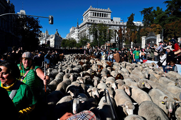 지난 24일(현지시간) 스페인 수도 마드리드의 광장에서 트랜스휴먼스(계절 변화에 따른 가축 이동) 페스티벌이 열렸다. 마드리드=EPA연합