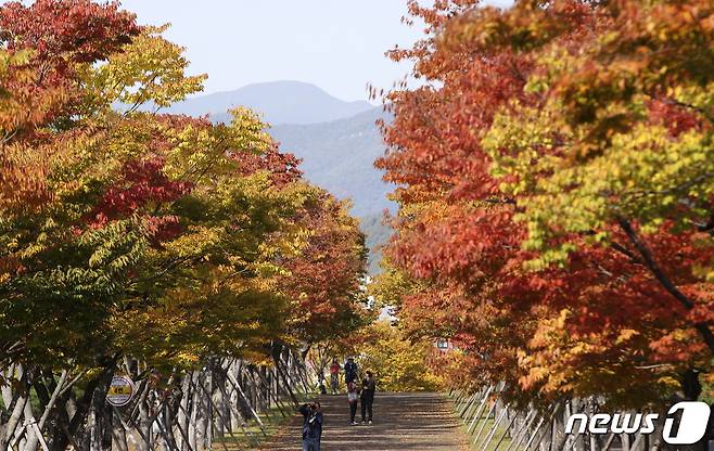 완연한 가을 날씨를 보이는 25일 오후 울산 남구 문수체육공원을 찾은 시민들이 울긋불긋 물들어가는 단풍을 보며 가을 분위기를 즐기고 있다. 2021.10.25/뉴스1 © News1 윤일지 기자