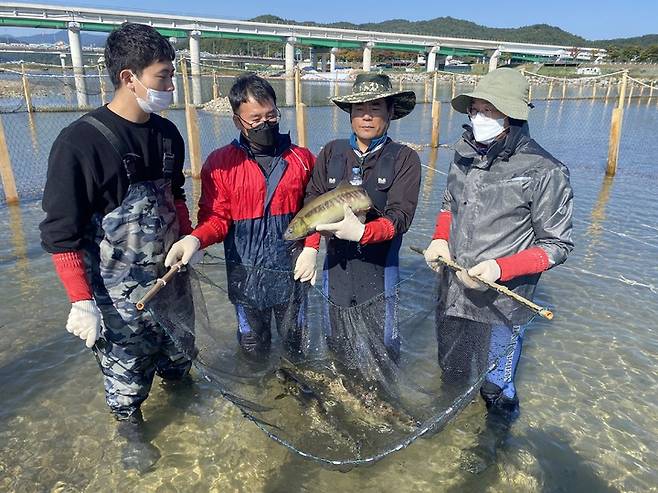 [안동=뉴시스] 26일 왕피천에서 첫 포획된 회귀 연어. (사진=경북도 제공) 2021.10.27 *재판매 및 DB 금지