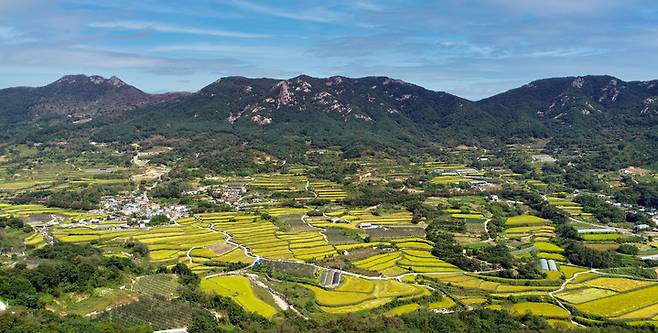 [산청=뉴시스] 산청군 차황면 황매산 다랭이논. *재판매 및 DB 금지