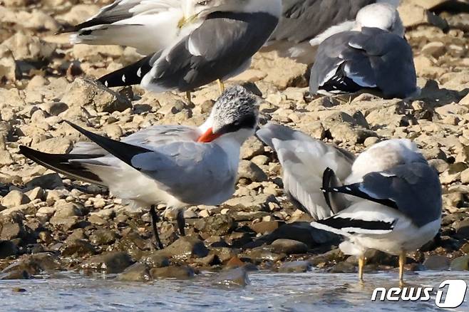 국내에서는 좀처럼 보기 어려운 붉은부리큰제비갈매기(Caspian Tern)가 28일 경북 포항시 남구 형산강에서 깃털을 다듬고 있는 모습이 카메라에 잡혔다. 2021.10.28/뉴스1 © News1 최창호 기자