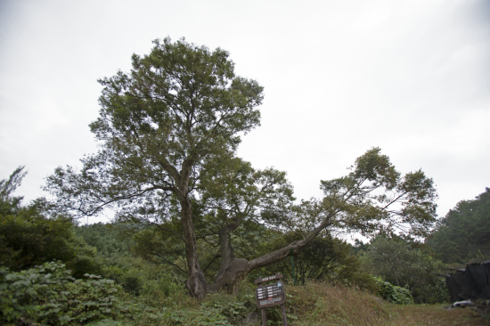사람의 발길이 잦지 않은 깊은 산골 산책로에서 쓸쓸히 옛 사람살이를 기억하고 서 있는 '옥천 한곡리 느티나무'.