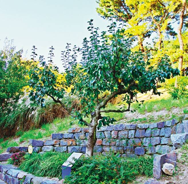 봉수대 공원에 있는 ‘먹골배 시조목(청실배나무)’