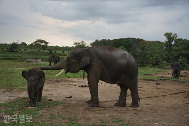 인도네시아 수마트라섬의 람풍주 와이캄바스 국립공원에 있는 수마트라코끼리들. 람풍=고찬유 특파원