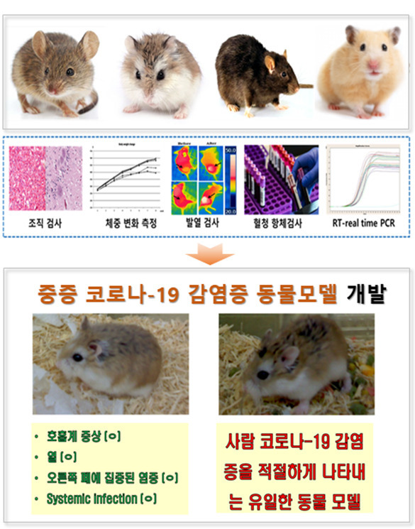 중증 코로나19 감염증 동물모델.[한국기초과학지원연구원 제공]